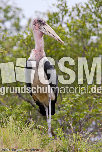 Marabu (23 von 33).jpg